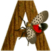 Lanternfly letter A