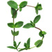 Sprig letter B design