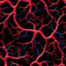 Blood Pattern