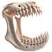 Bones letter C design