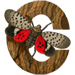 Lanternfly letter C