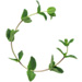 Sprig letter C design