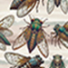 Cicada Overall Pattern