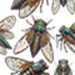 Cicada Overall Pattern
