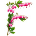 Letter F in Bleeding Hearts type design