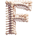 Bones letter F design