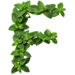 Mint letter F design
