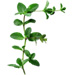 Sprig letter F design
