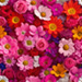 Summer Flowers Pattern