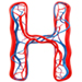 Blood type letter H
