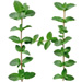 Sprig letter H design