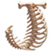 Bones letter J design