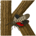 Lanternfly letter K