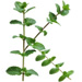 Sprig letter K design