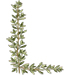 Thyme letter L design