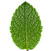 Mint Leaf design
