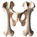 Bones letter M design