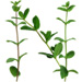 Sprig letter N design