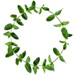 Sprig letter O design