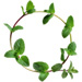 Sprig letter Q design