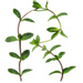 Sprig letter R design