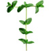 Sprig letter T design