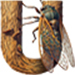 Cicada letter U