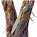 Cicada letter V