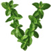 Mint letter V design