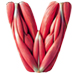 Muscles type letter V