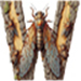 Cicada letter W
