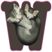 Kittens letter W