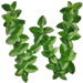 Mint letter W design
