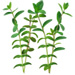 Sprig letter W design