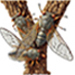 Cicada letter Y