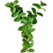 Mint letter Y design