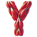 Muscles type letter Y