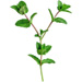 Sprig letter Y design
